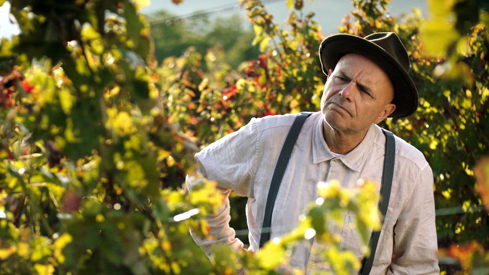 From the Vine - immagine