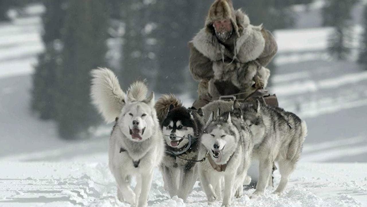 Balto e Togo - La leggenda - immagine