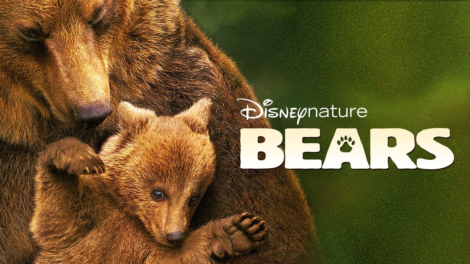 Bears - immagine
