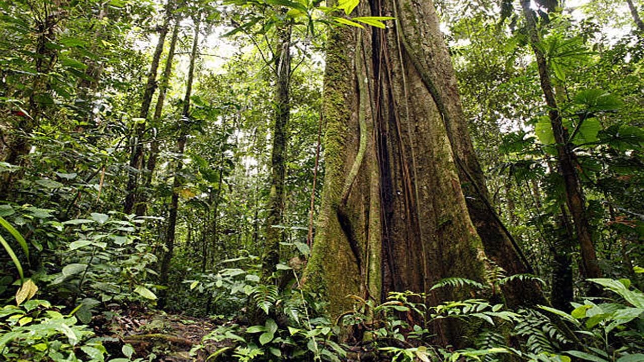 I segreti della Foresta Pluviale - immagine