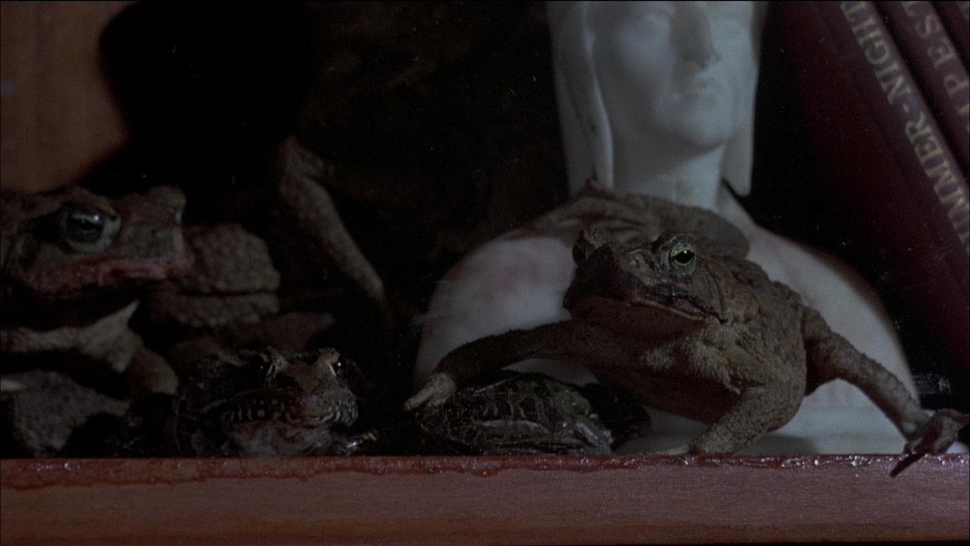 Frogs - immagine