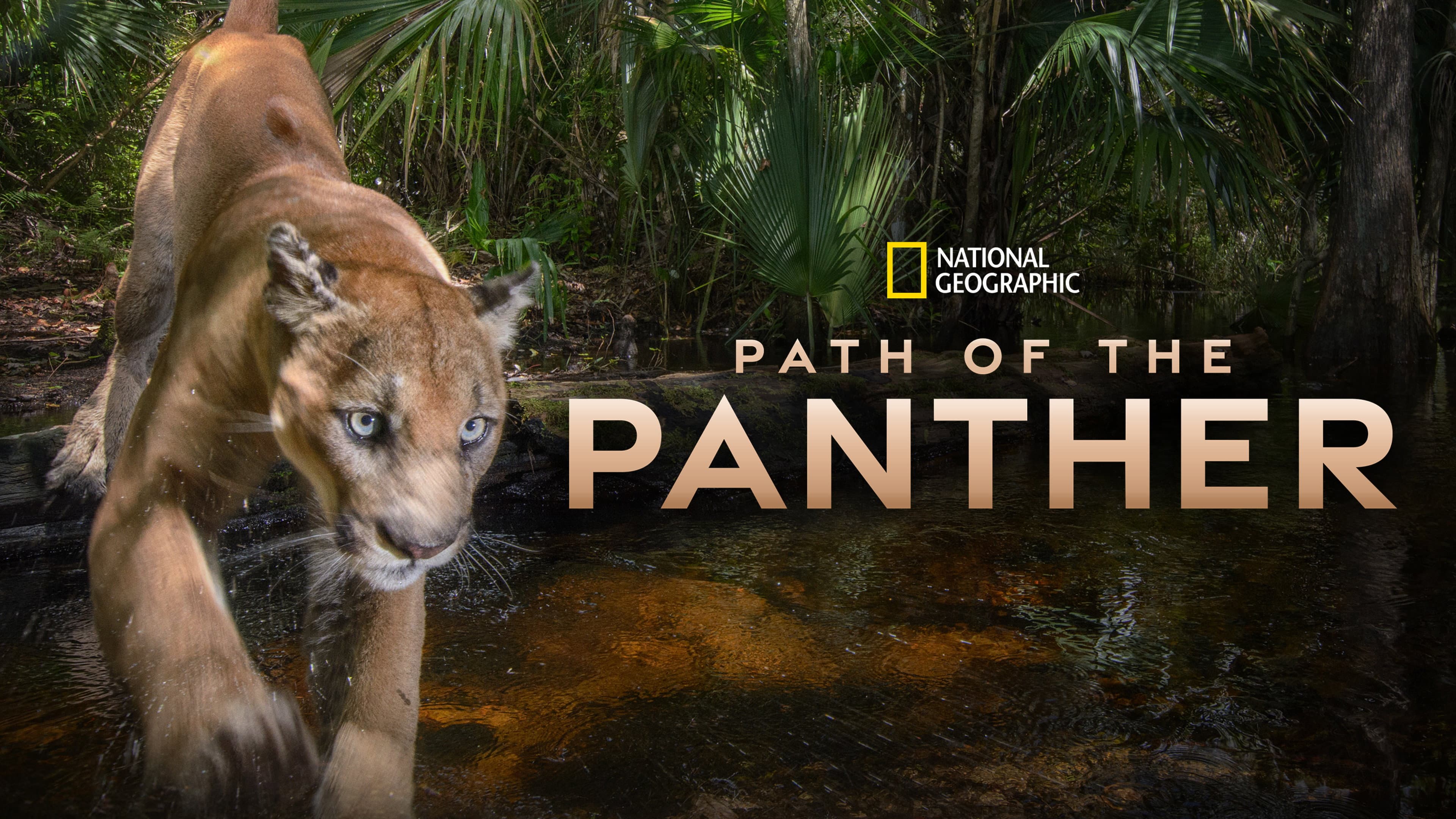 Path of the Panther - immagine