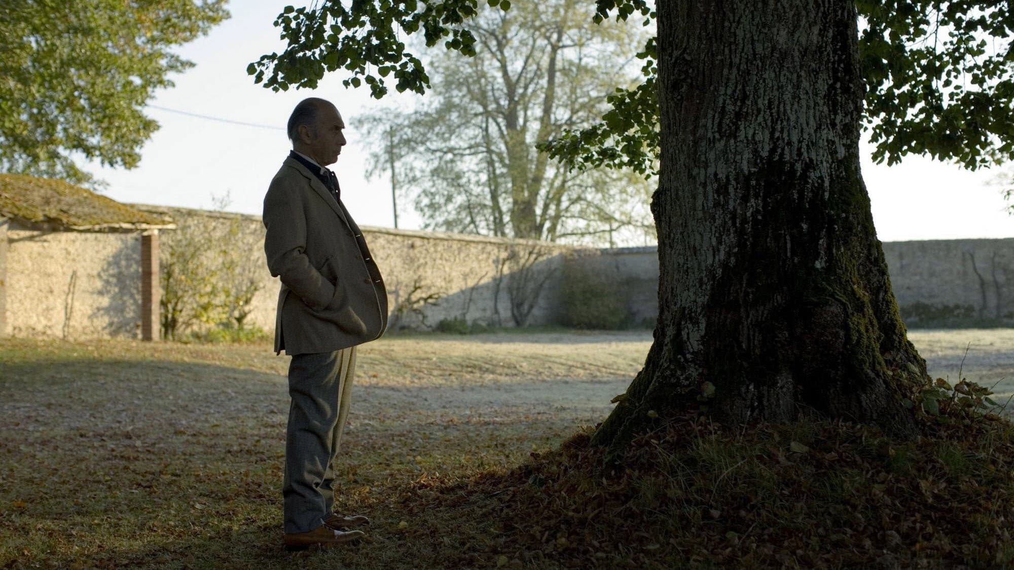 L'albero - immagine