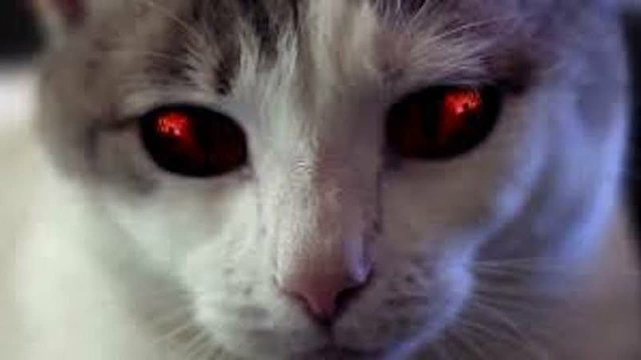 Hell's Kitty - immagine