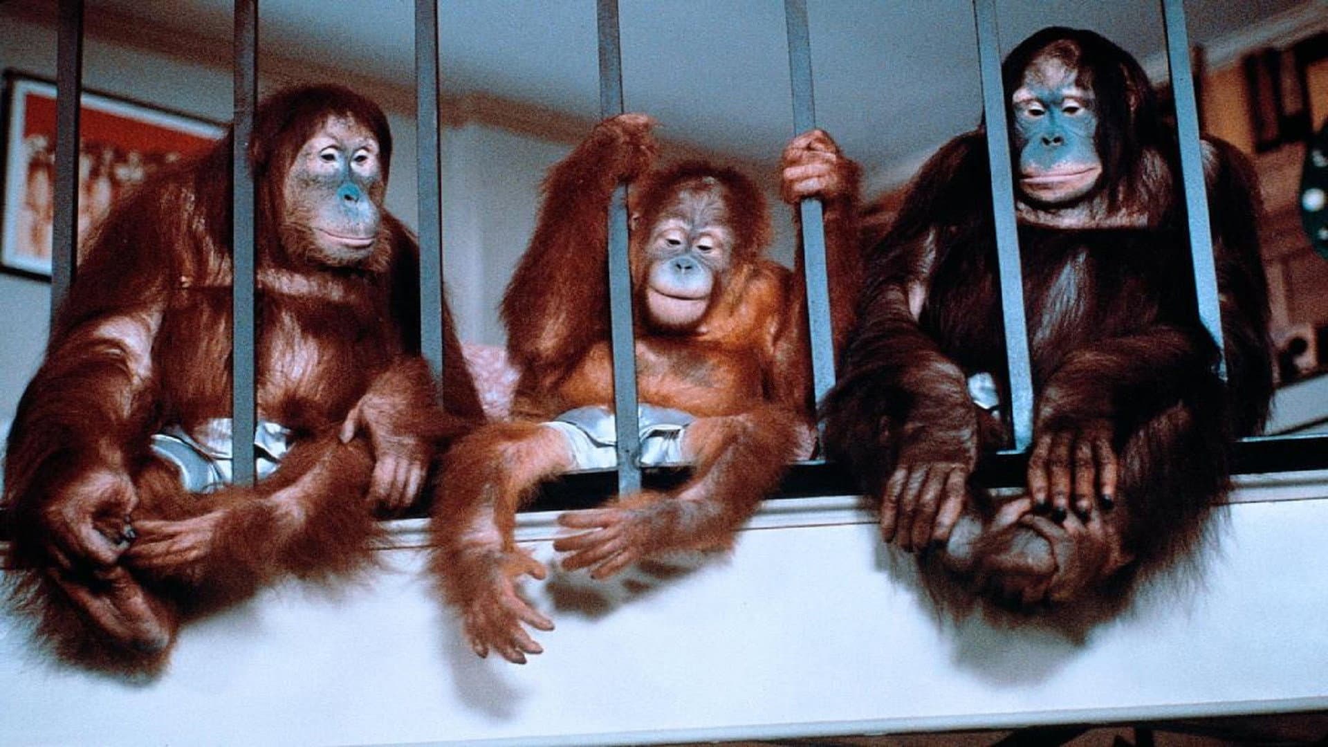 Going Ape! - immagine