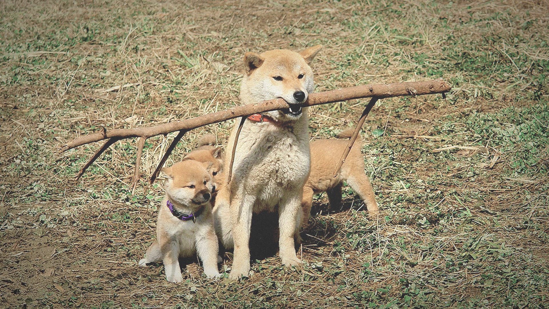 マリと子犬の物語 - immagine