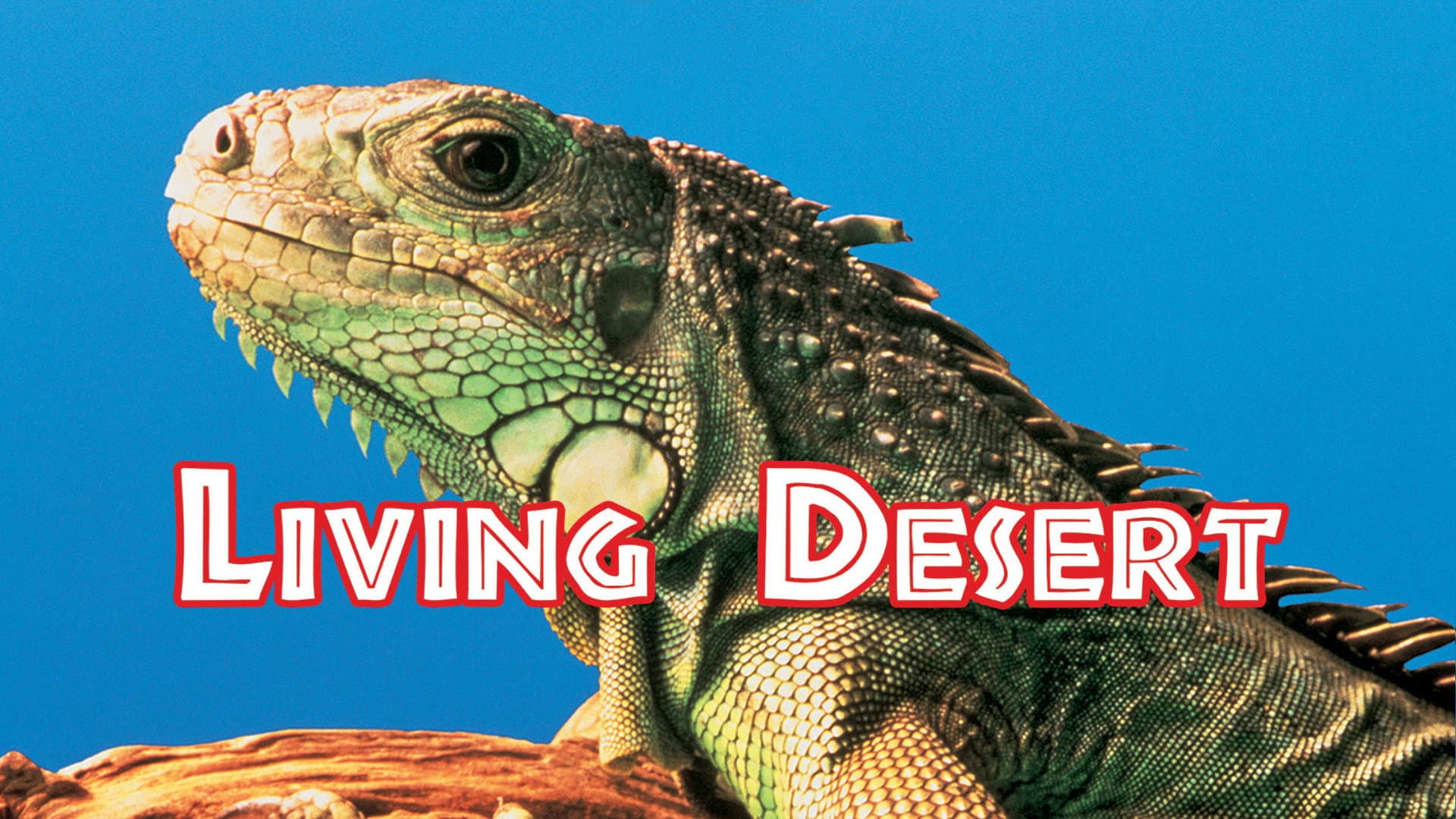 Deserto che vive - immagine