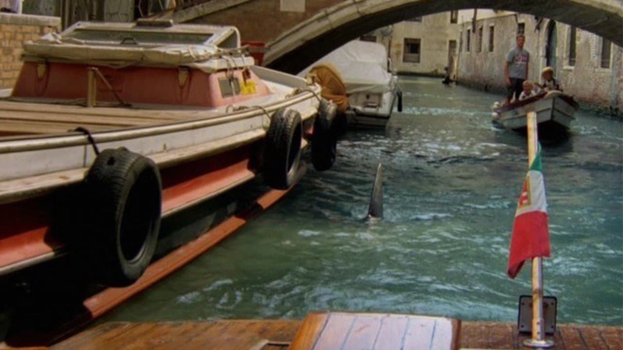 Shark in Venice - immagine