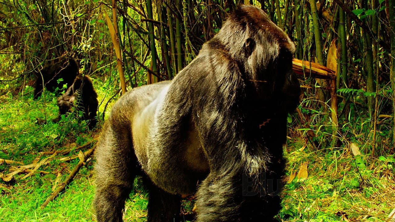 Wild Africa / Tiny Giants - immagine