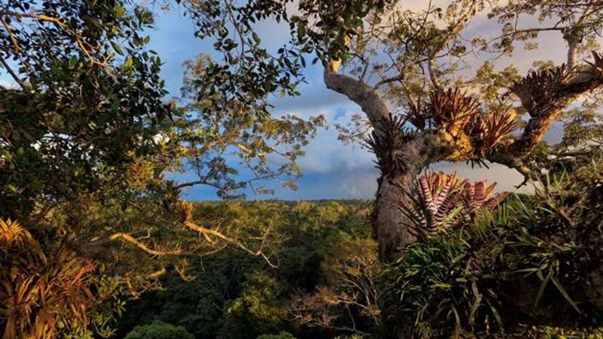 I segreti della Foresta Pluviale - immagine