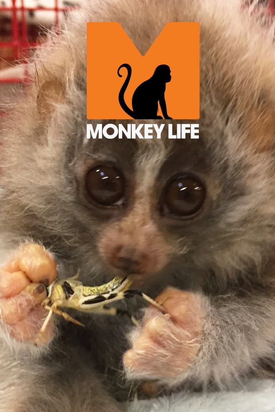 Poster di Monkey Life