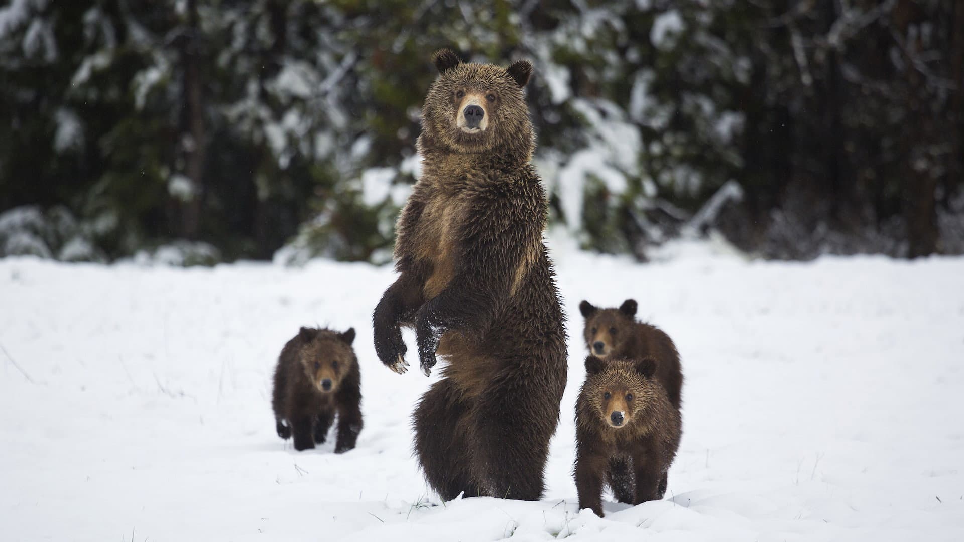 Yellowstone - immagine