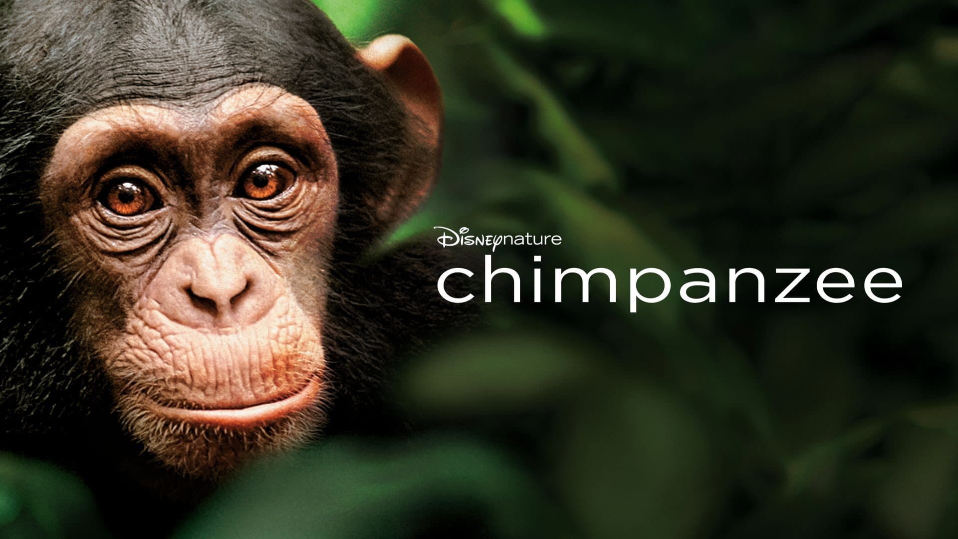 Chimpanzee - immagine