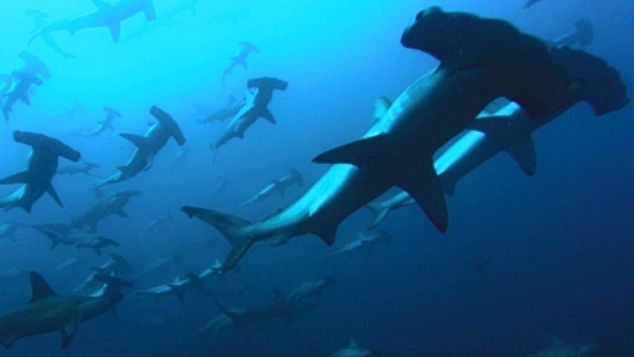 Profondo Blu - immagine