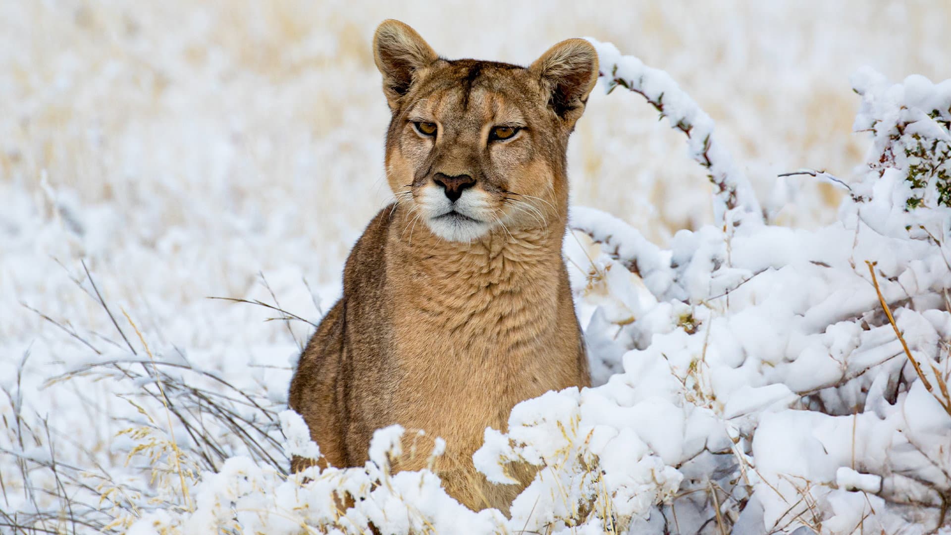Pumas: Legends of the Ice Mountains - immagine