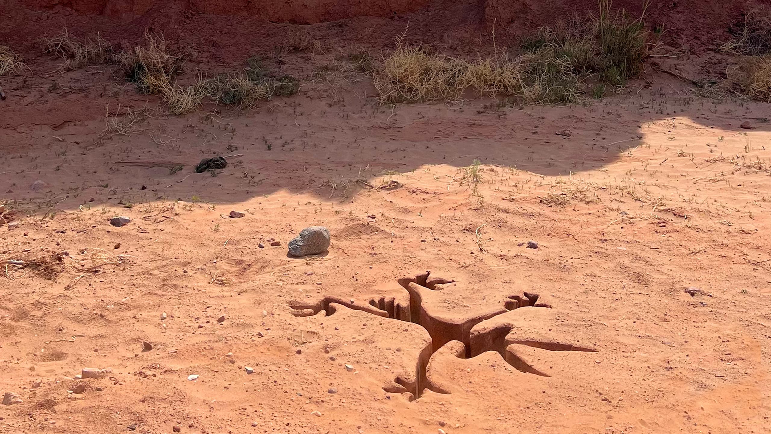 Coyote vs. Acme - immagine