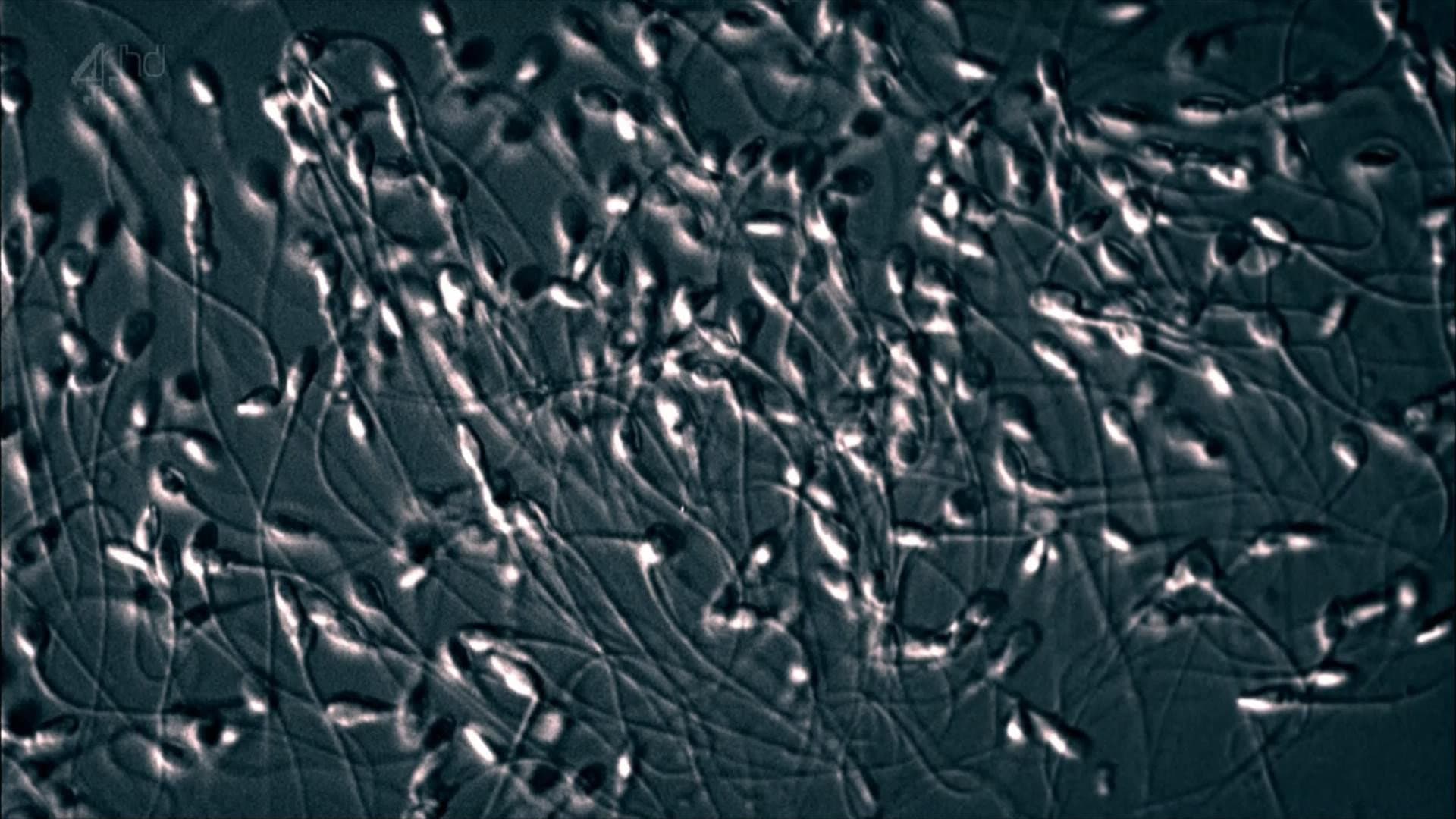 The Great Sperm Race - immagine