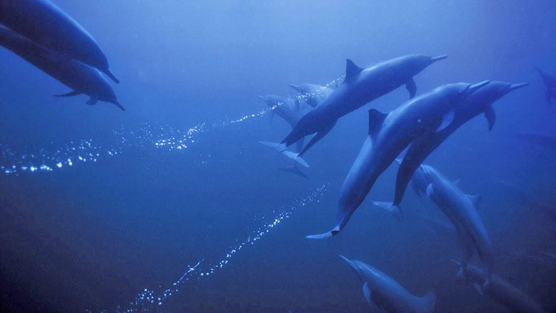 Profondo Blu - immagine