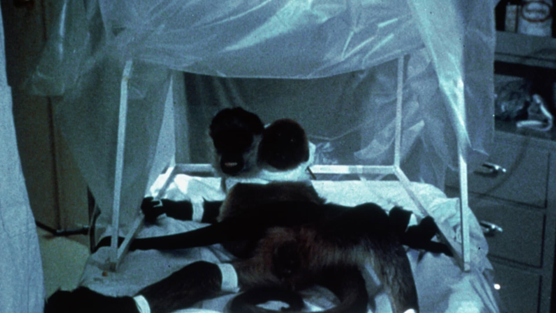 The Incredible 2-Headed Transplant - immagine