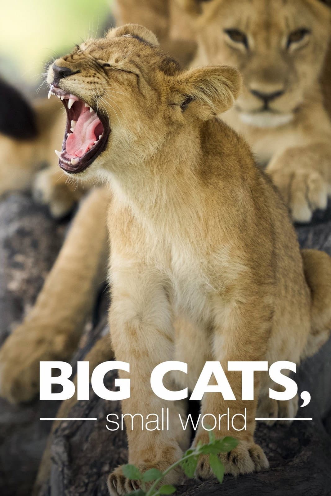Poster di Big Cats, Small World