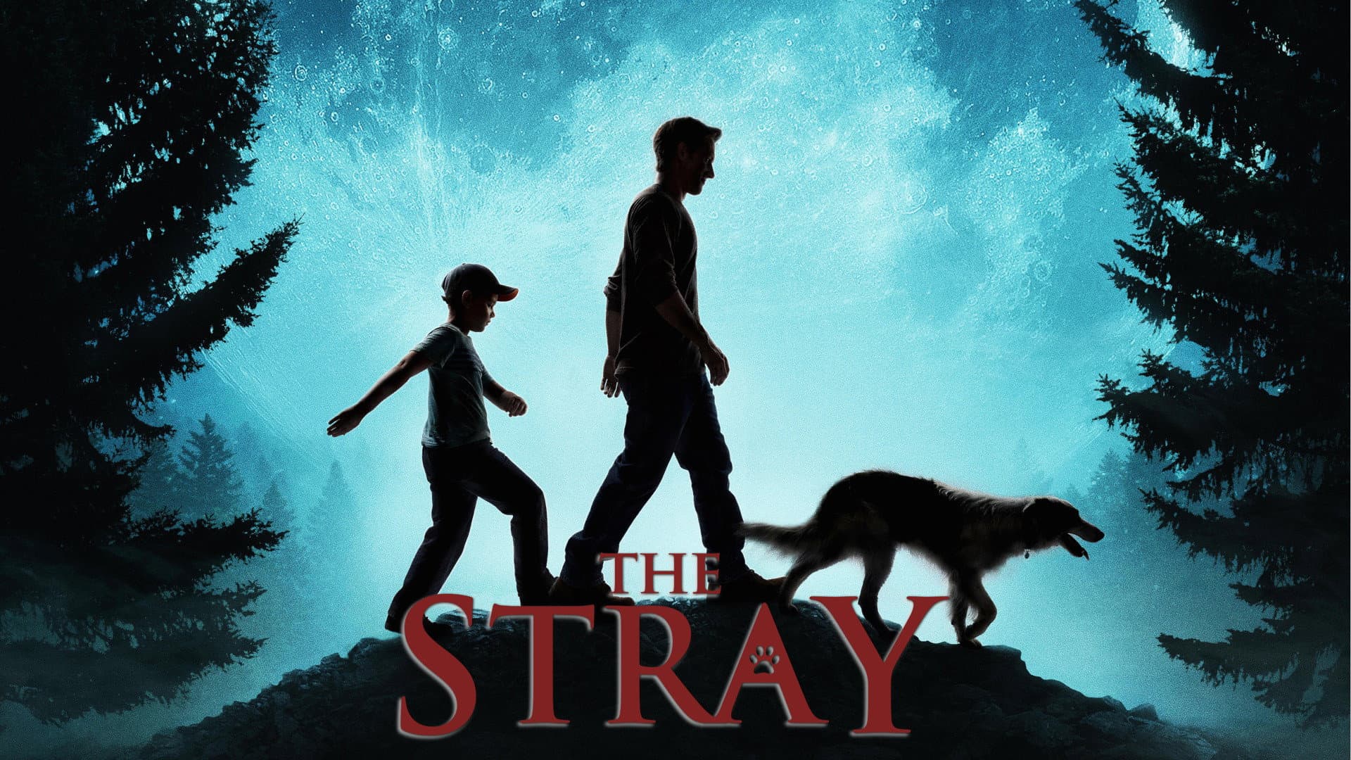 The Stray - immagine
