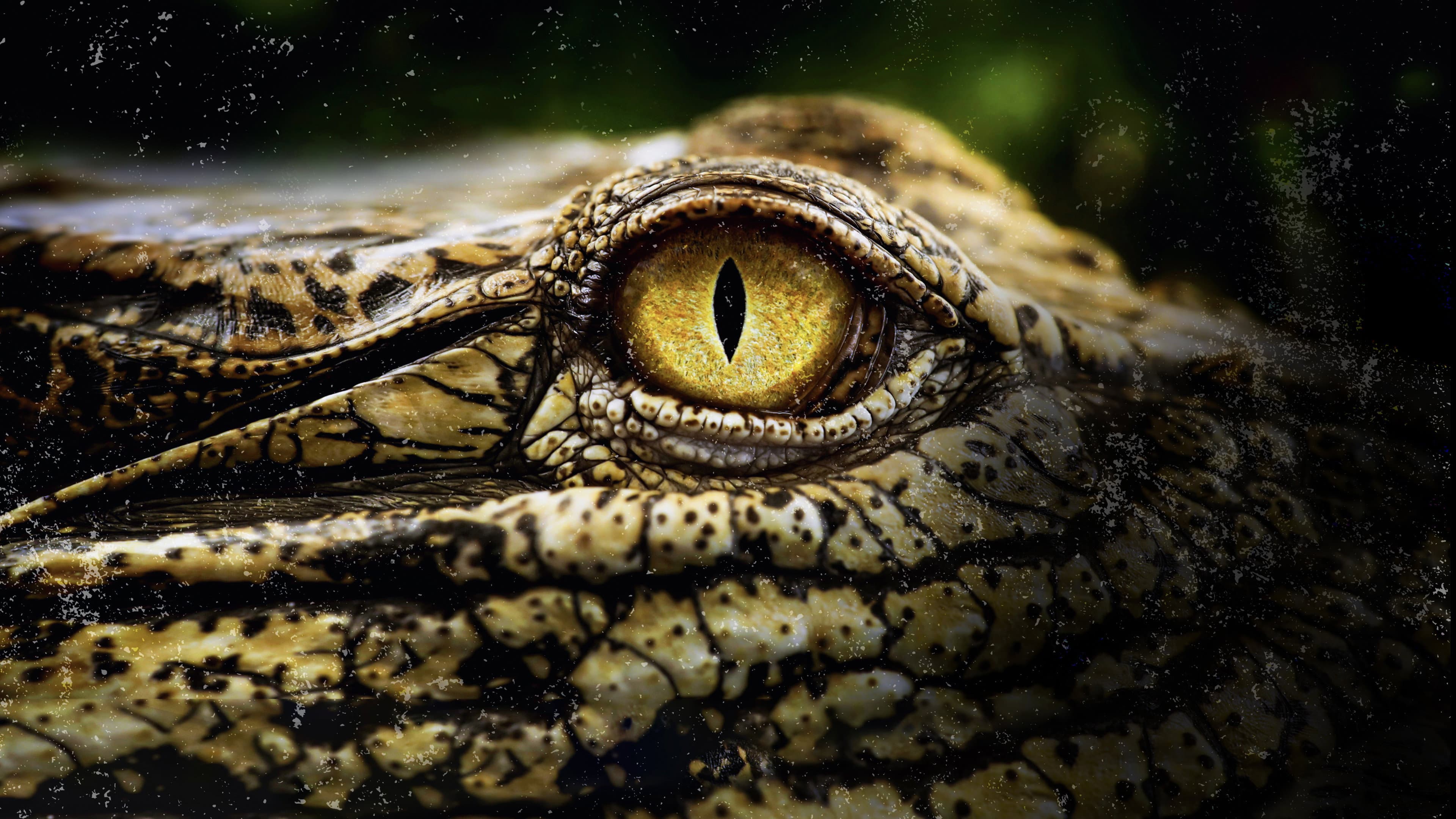 Crocodiles Revealed - immagine