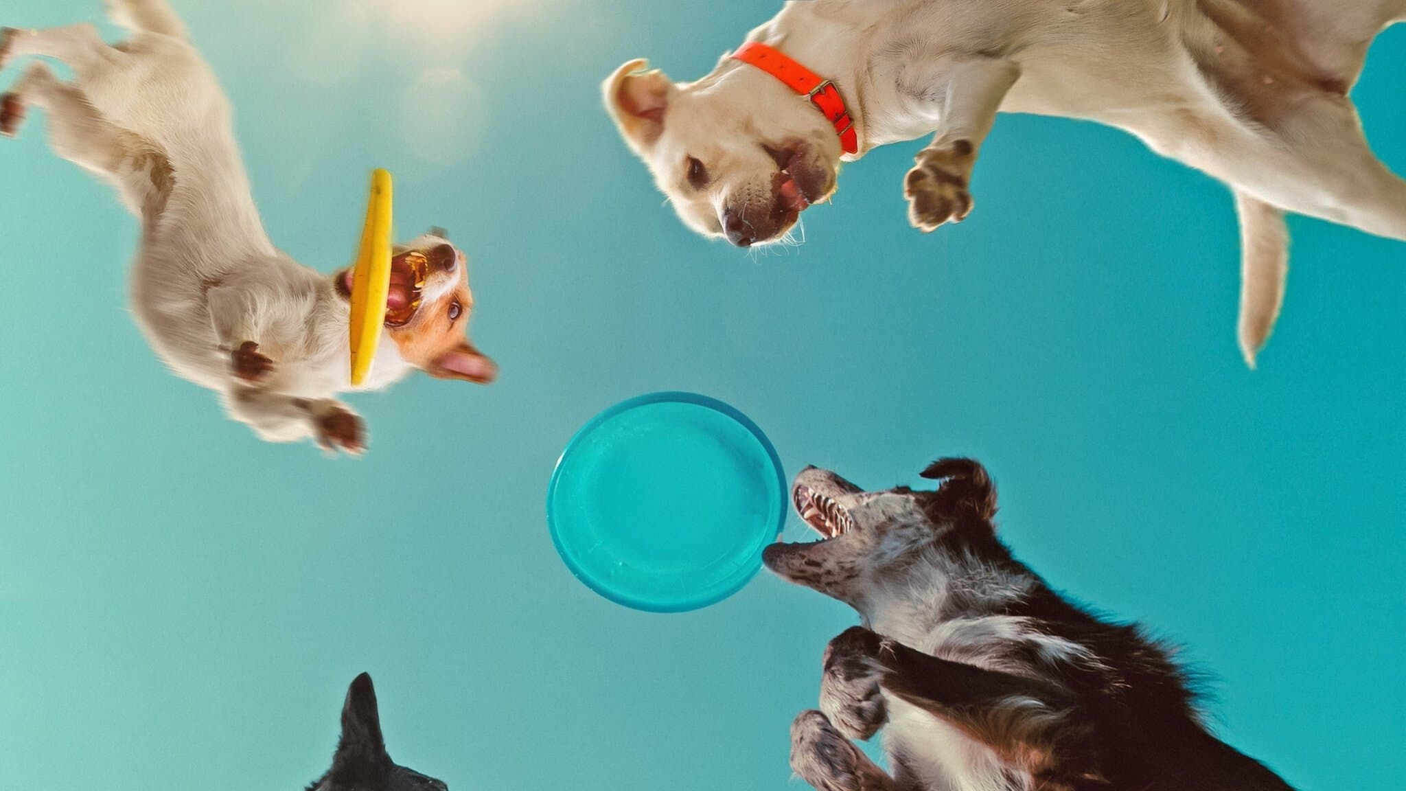 Nella mente di un cane - immagine