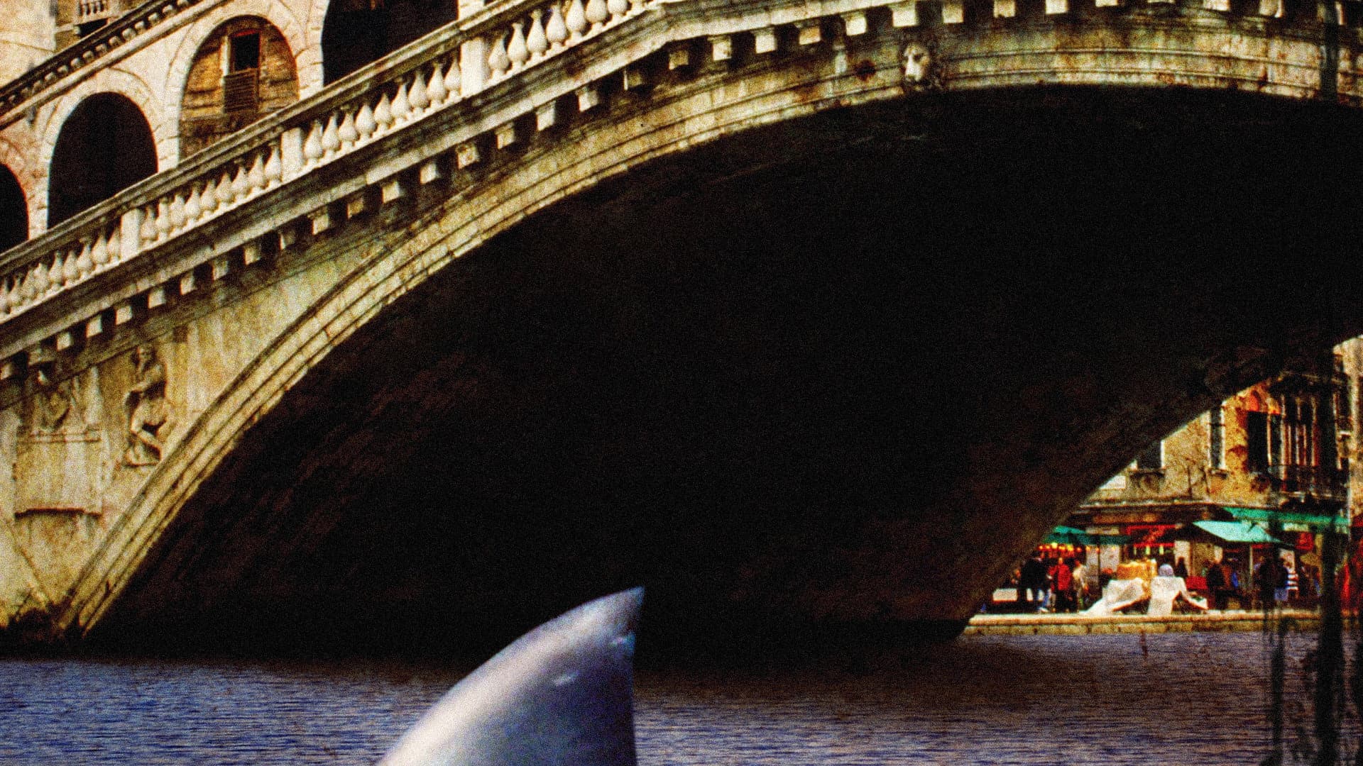 Shark in Venice - immagine