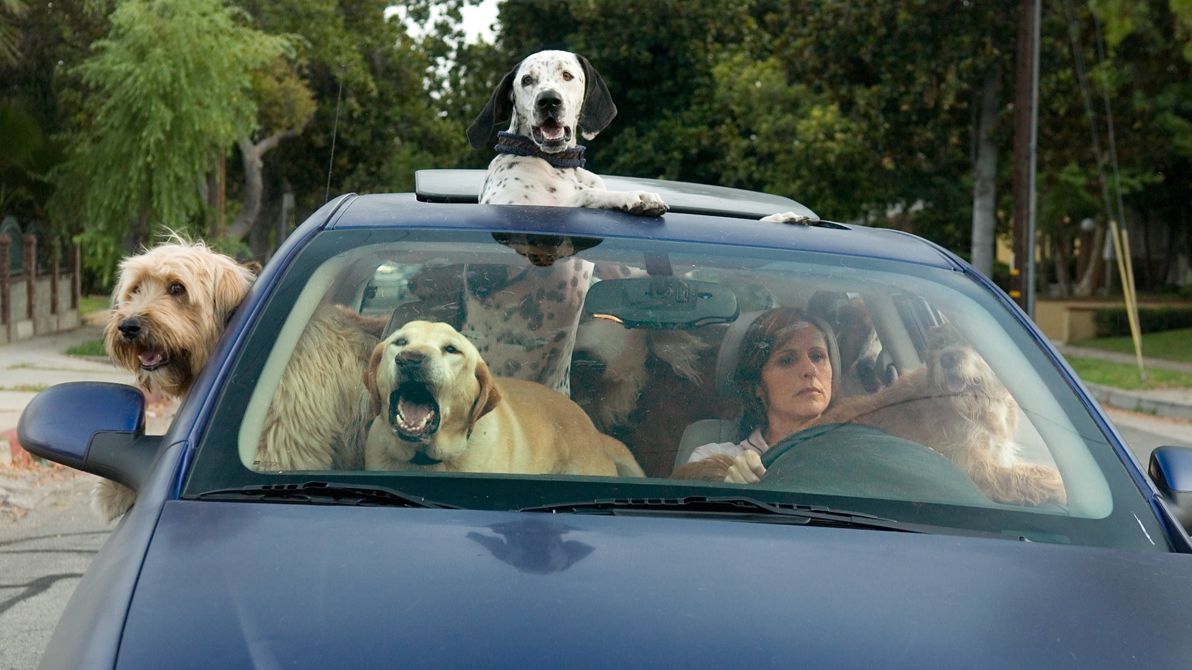 L'anno del cane - immagine