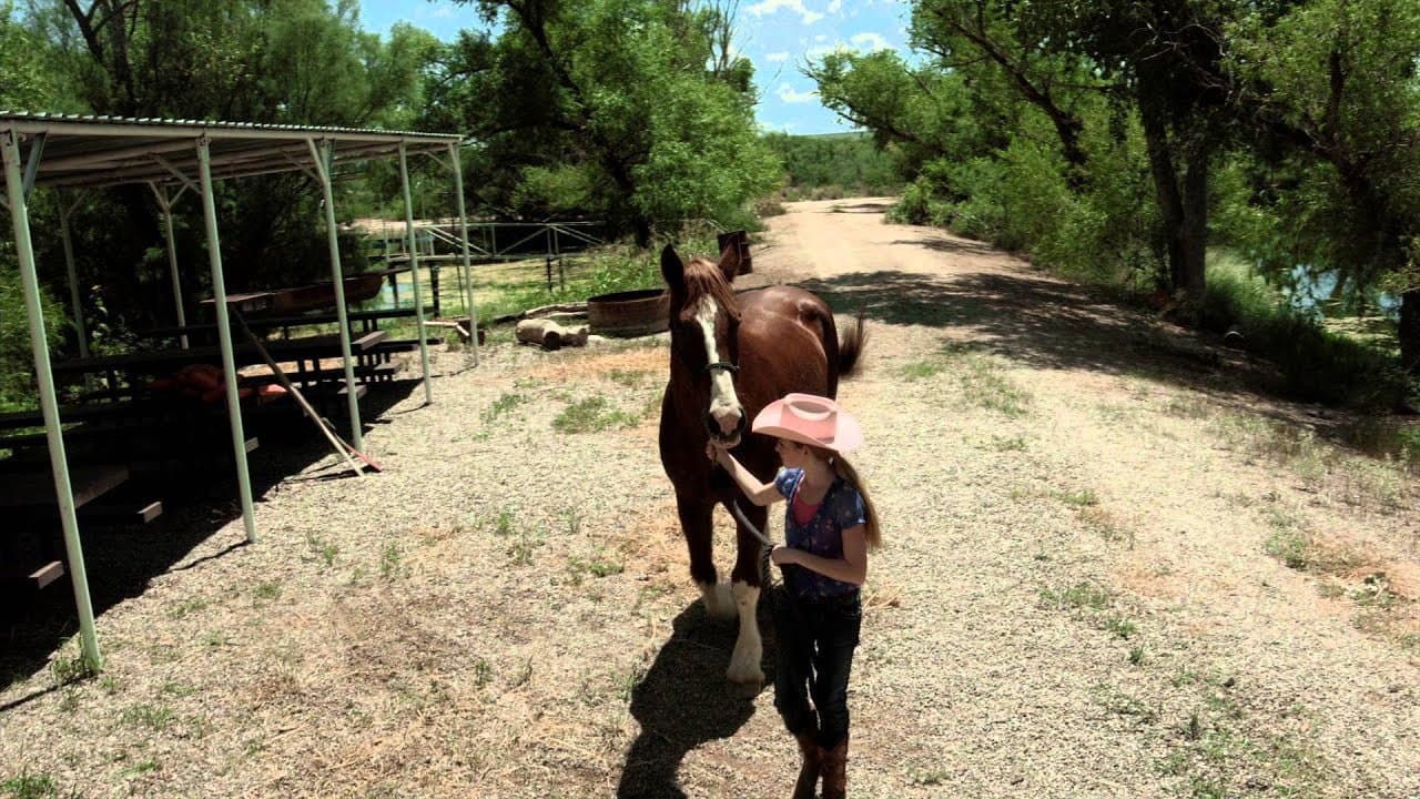 A Horse Story - immagine