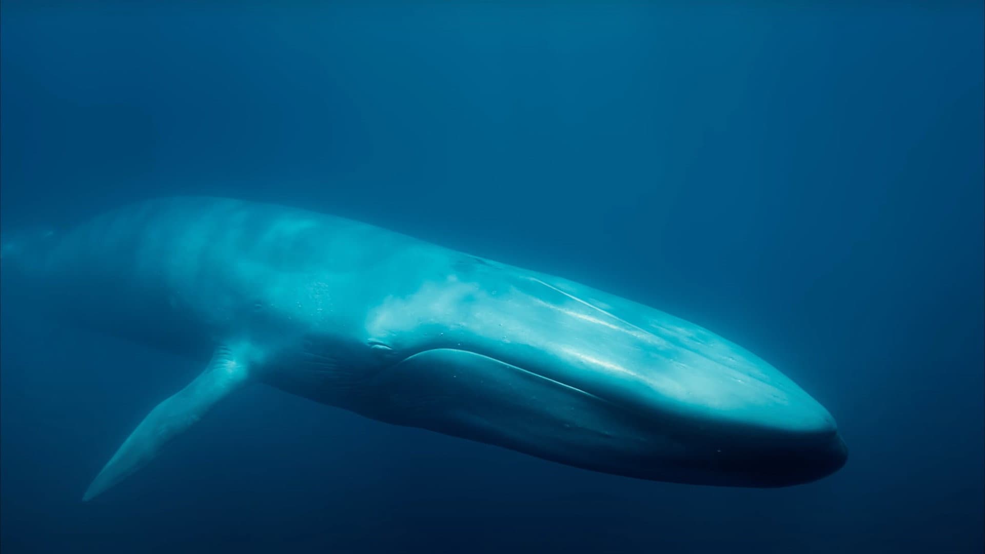 Blue Whales: Return of the Giants - immagine