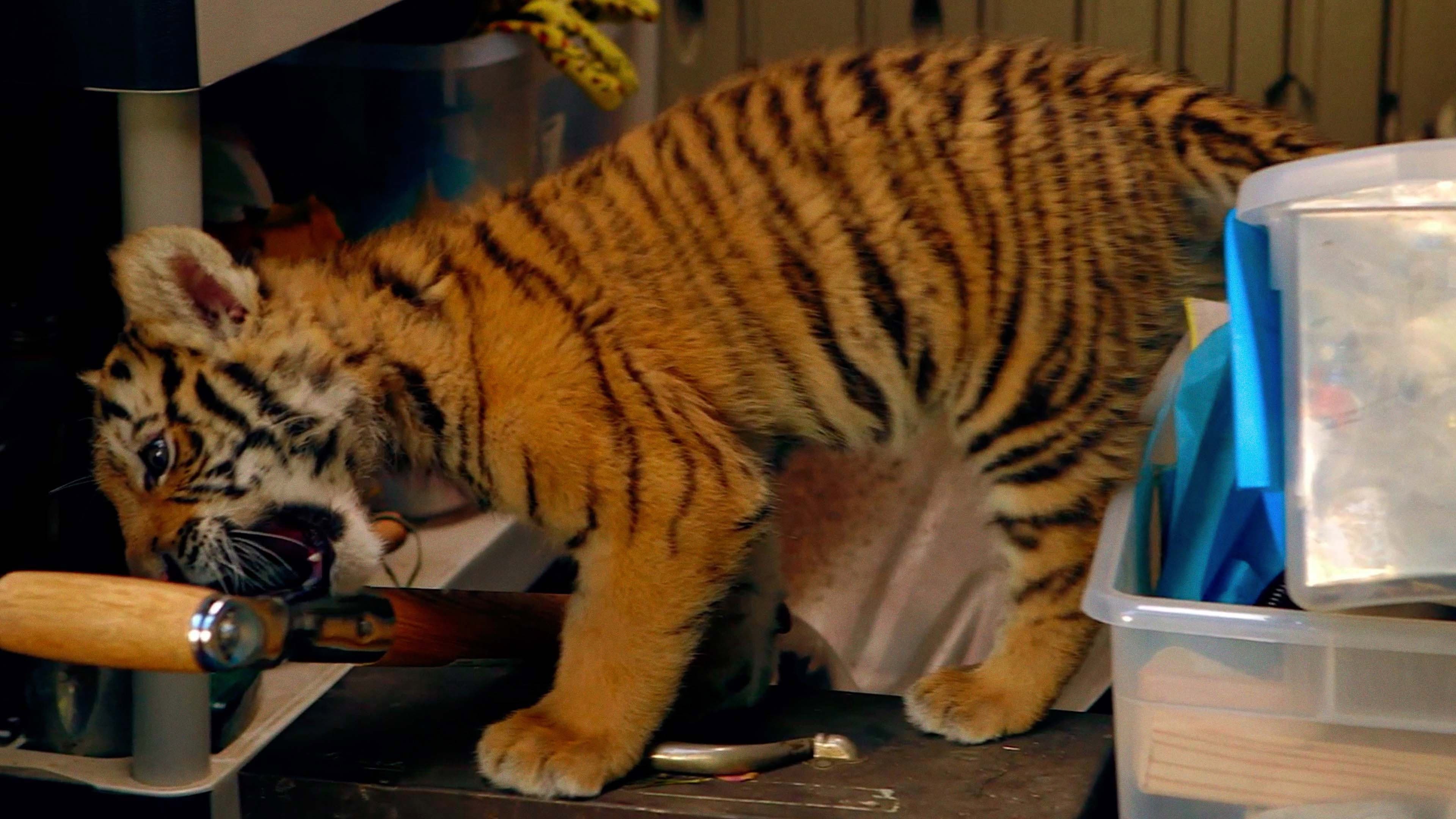 A Tiger's Tail - immagine