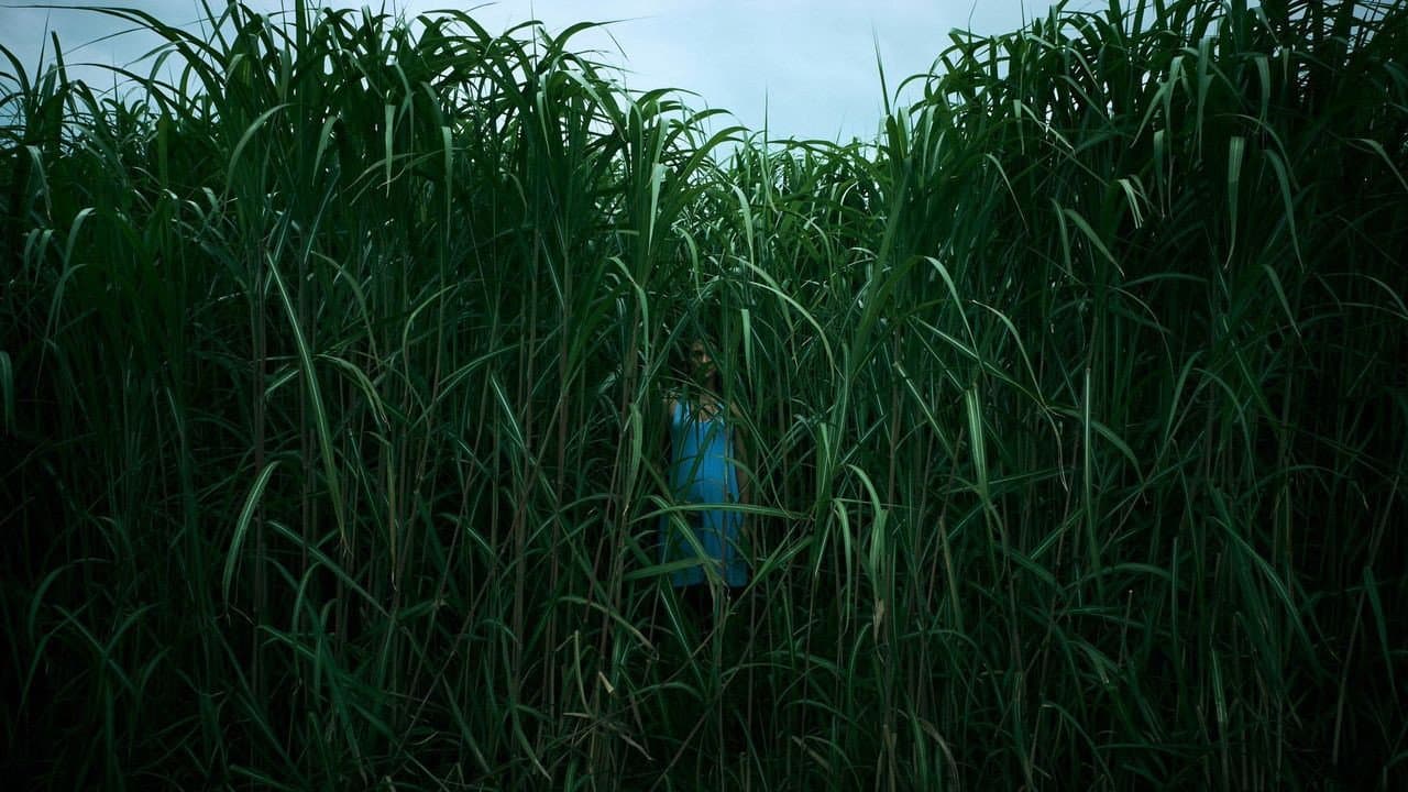 Nell'erba alta - immagine