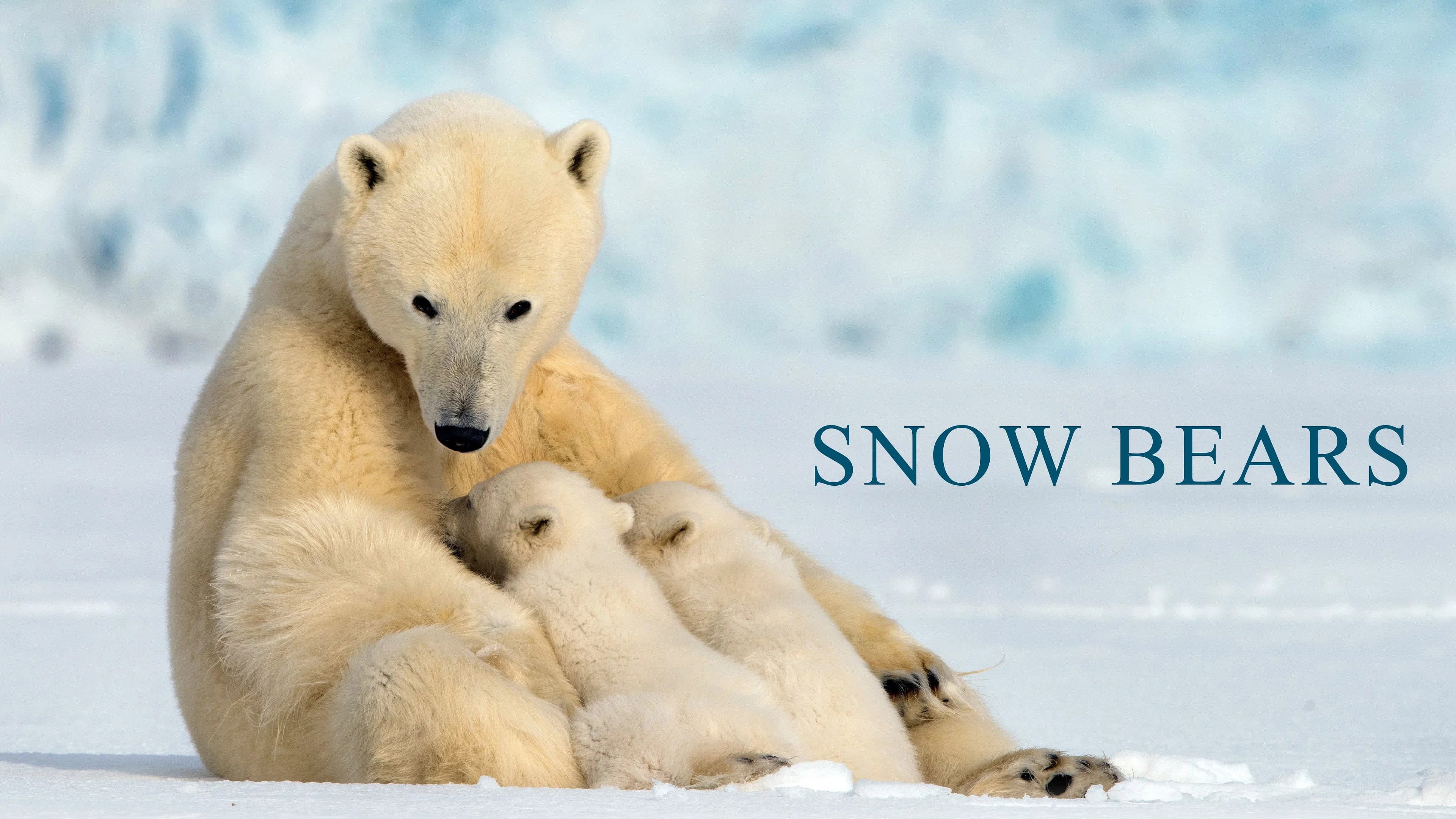 Snow Bears, vita da orsi - immagine