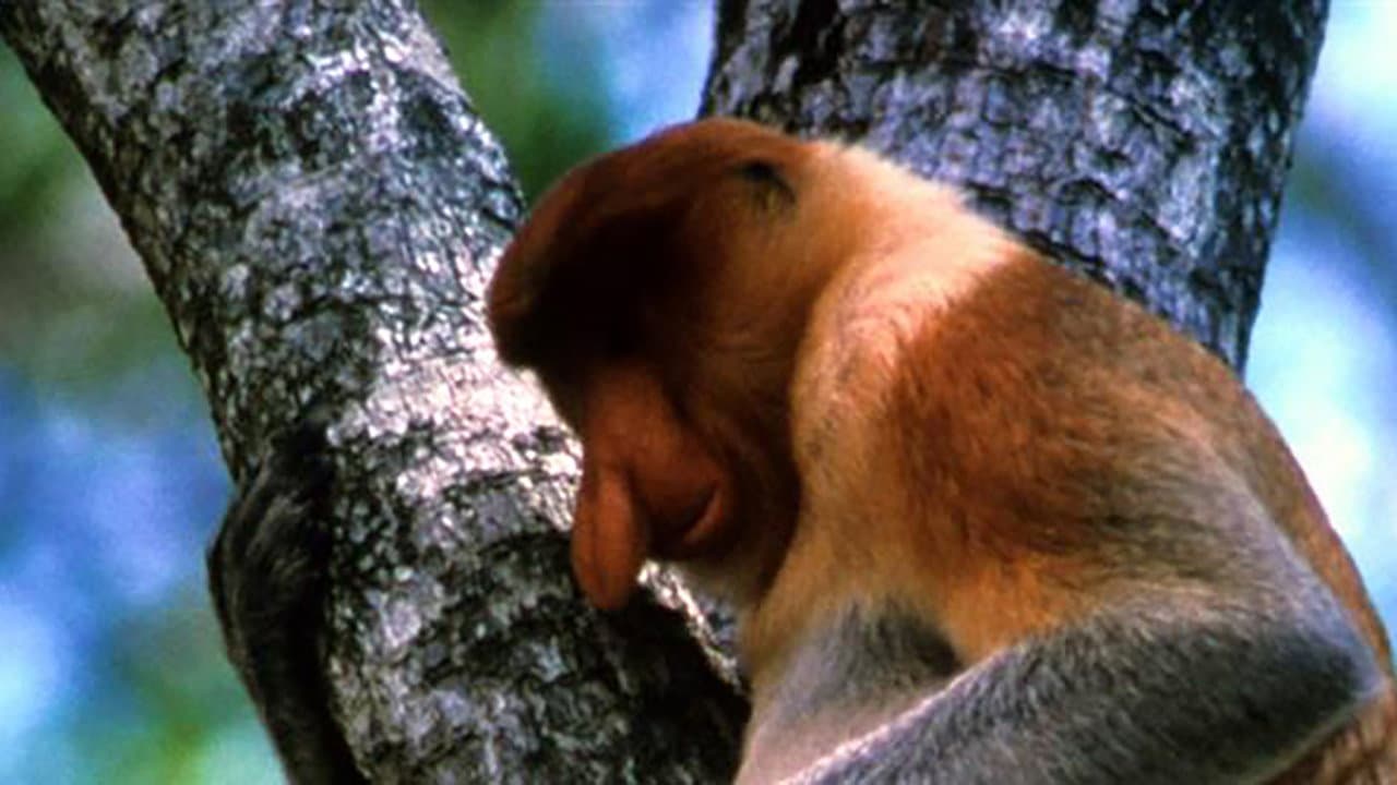 The Biggest Nose in Borneo - immagine