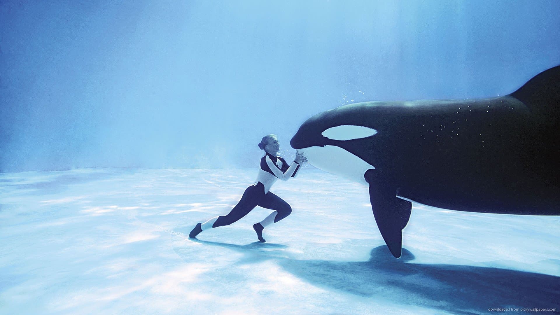 Blackfish - immagine
