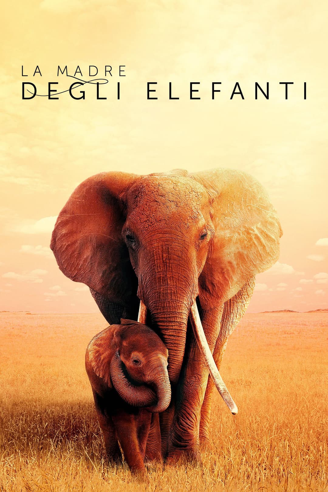 Poster di La madre degli elefanti