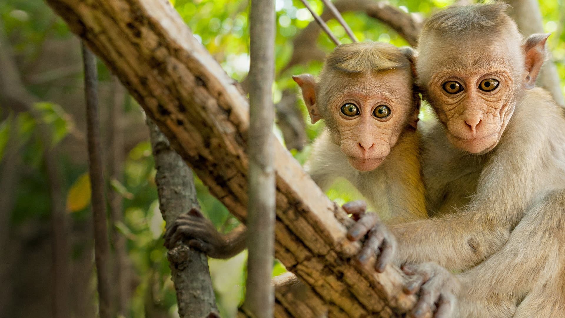 Monkey Kingdom - immagine