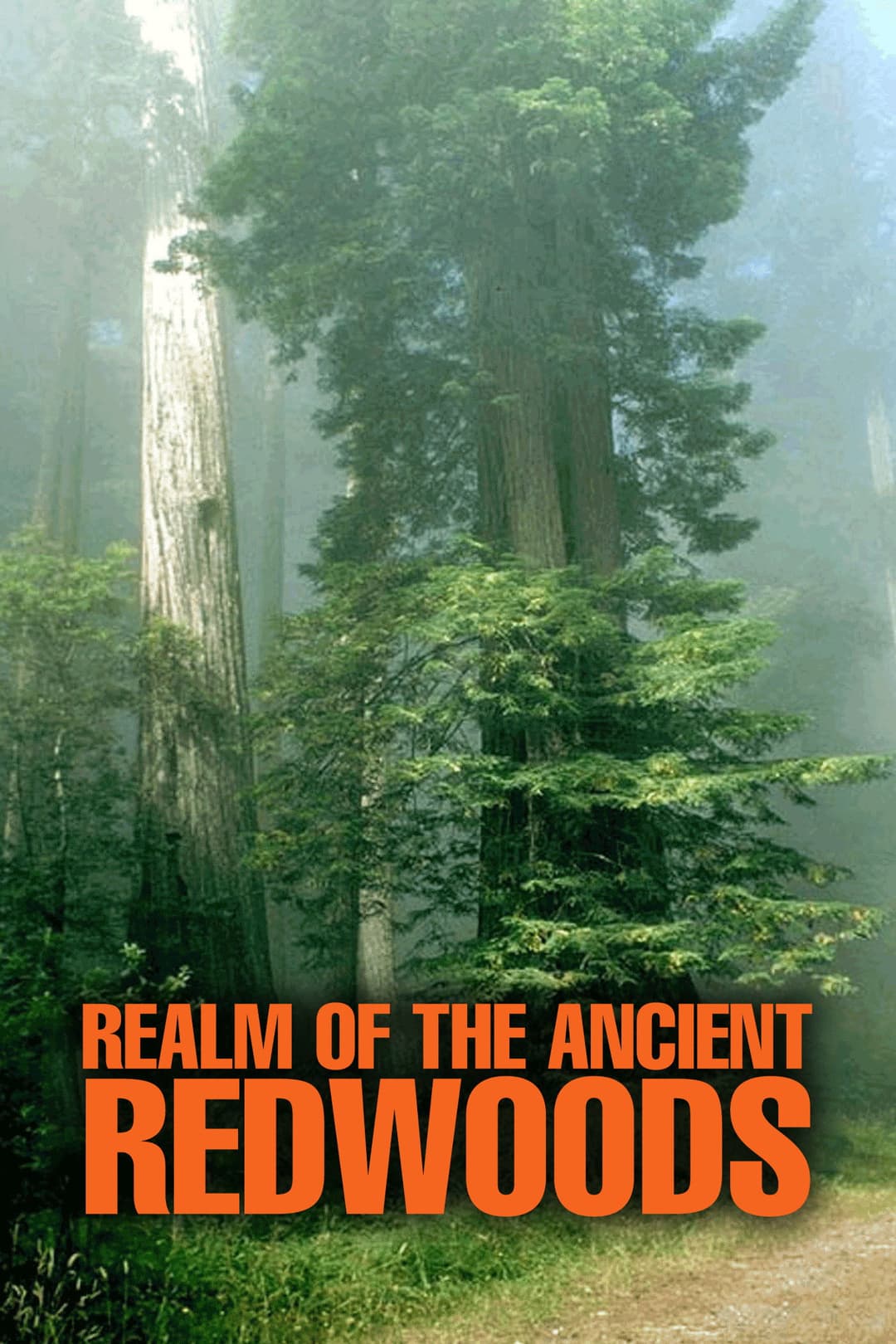 Poster di Realm of the Ancient Redwoods