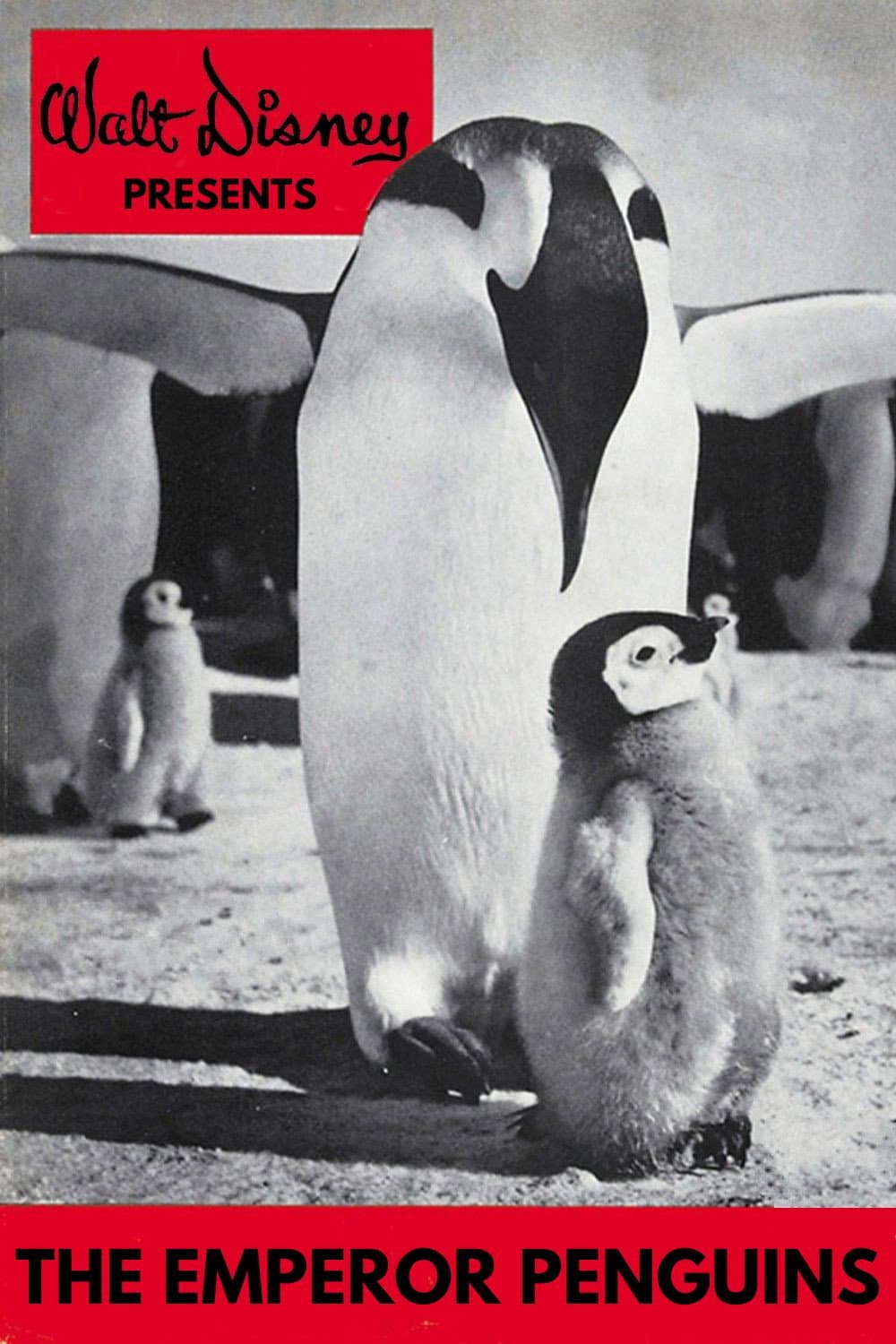 Poster di Emperor Penguins