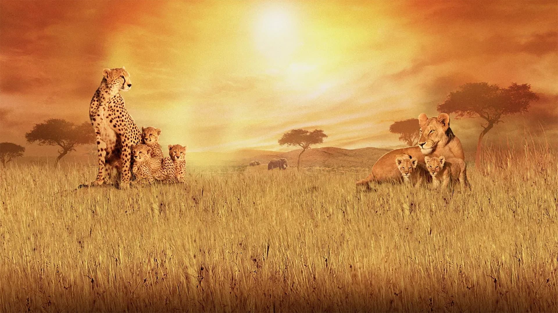 African Cats - Il regno del coraggio - immagine
