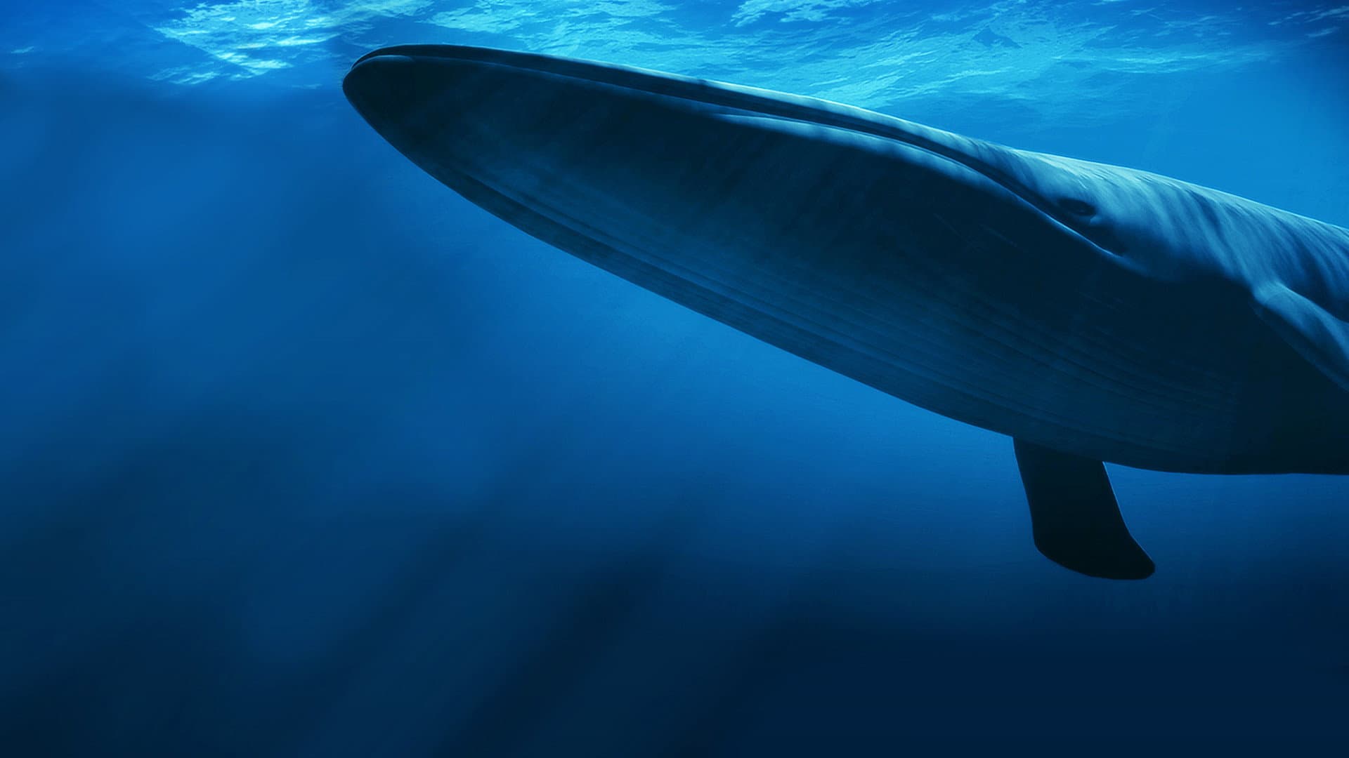 Il gigante fragile - La balena blu - immagine