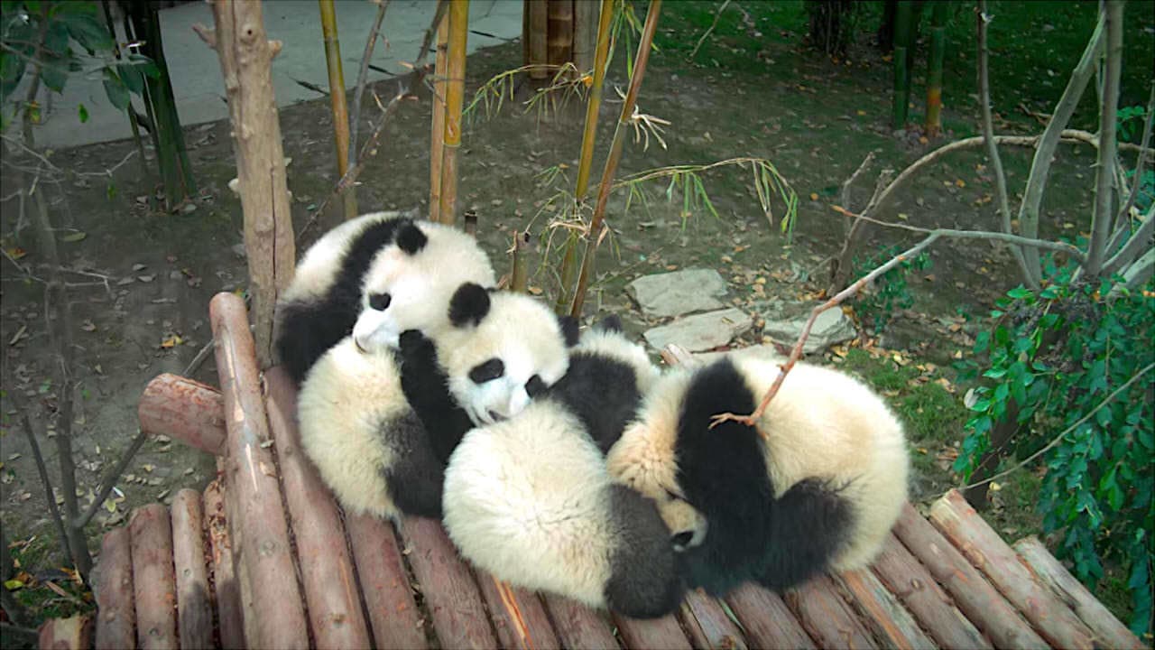 Pandas - immagine