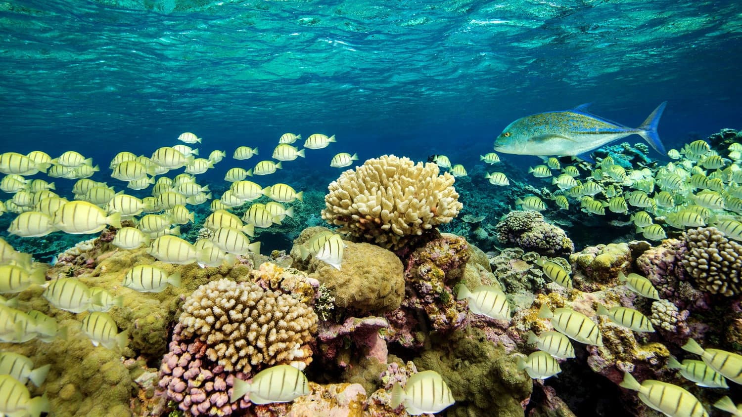 Ocean Paradise - immagine
