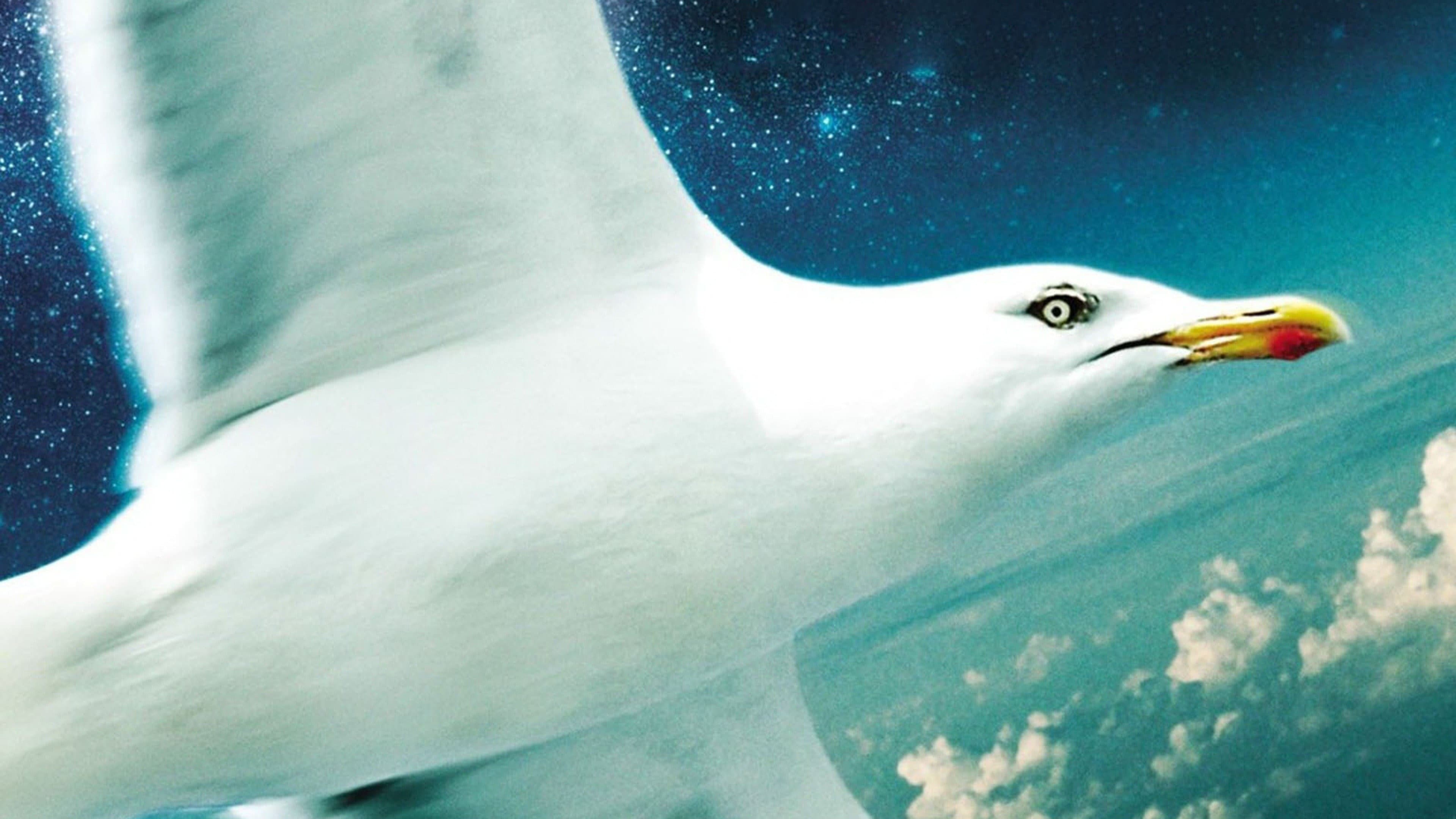 Il gabbiano Jonathan Livingston - immagine