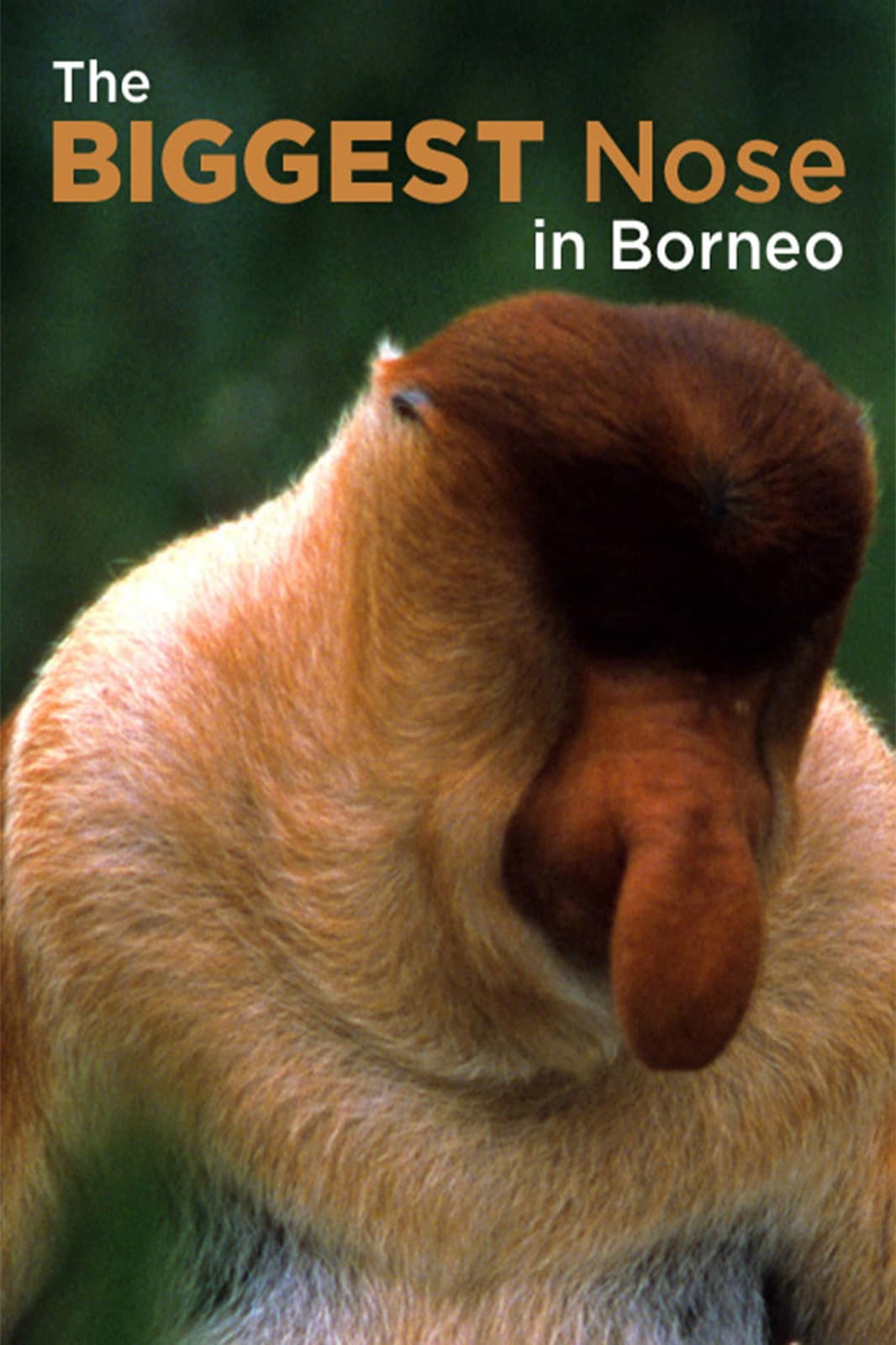 Poster di The Biggest Nose in Borneo