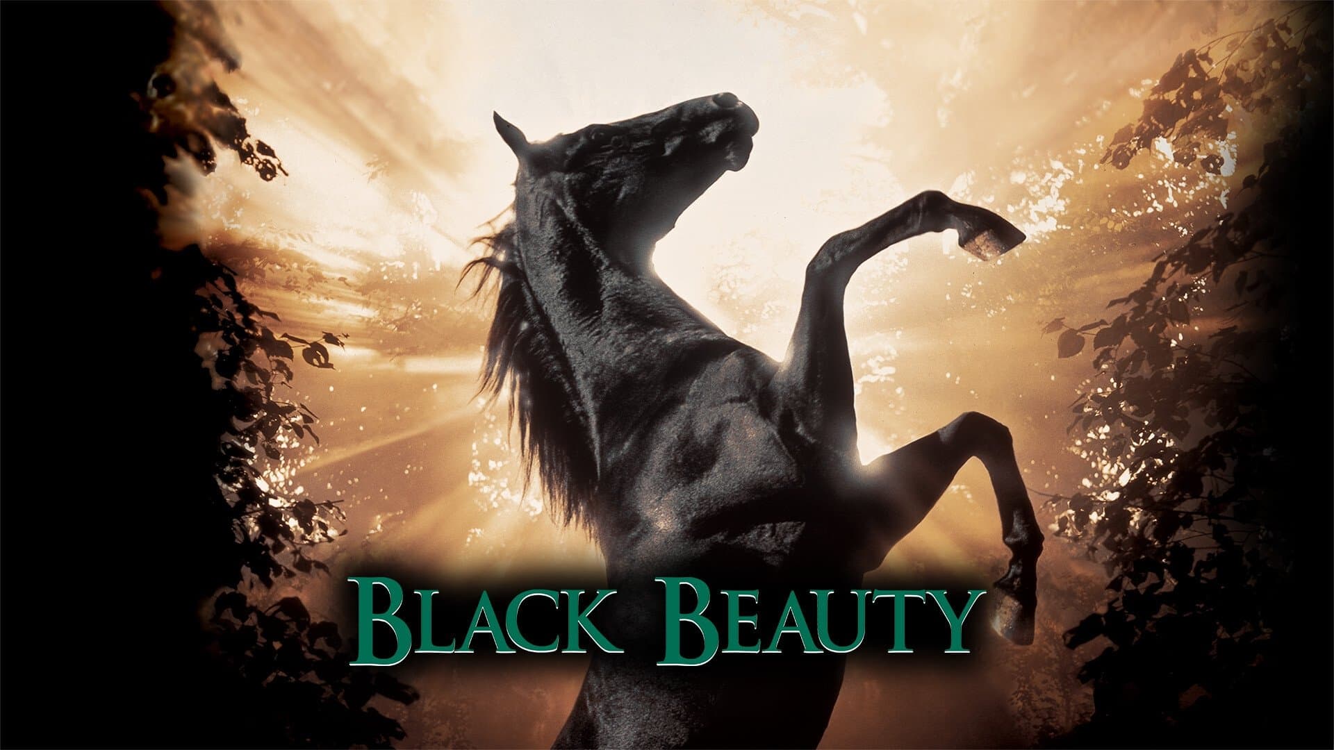 Black Beauty - immagine