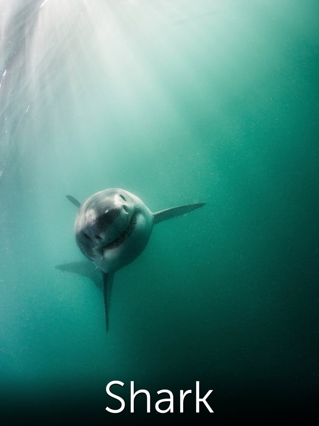 Poster di Shark: Beneath the Surface
