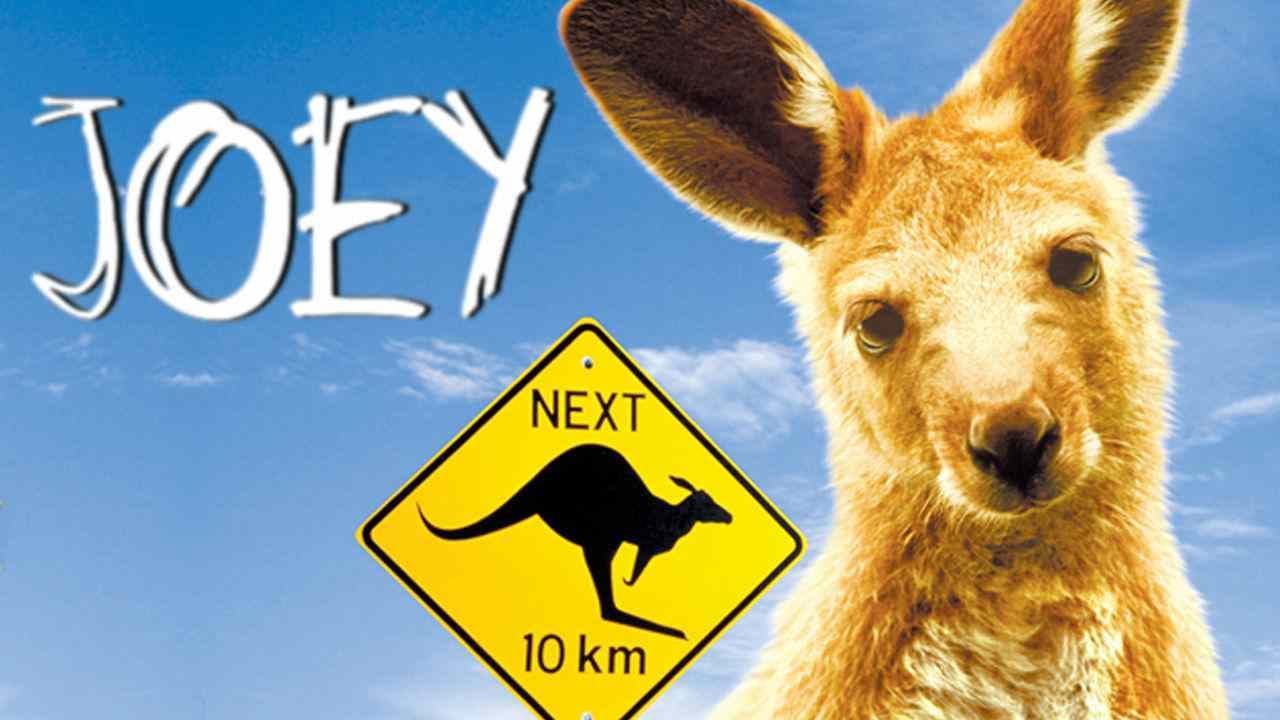 Joey - immagine