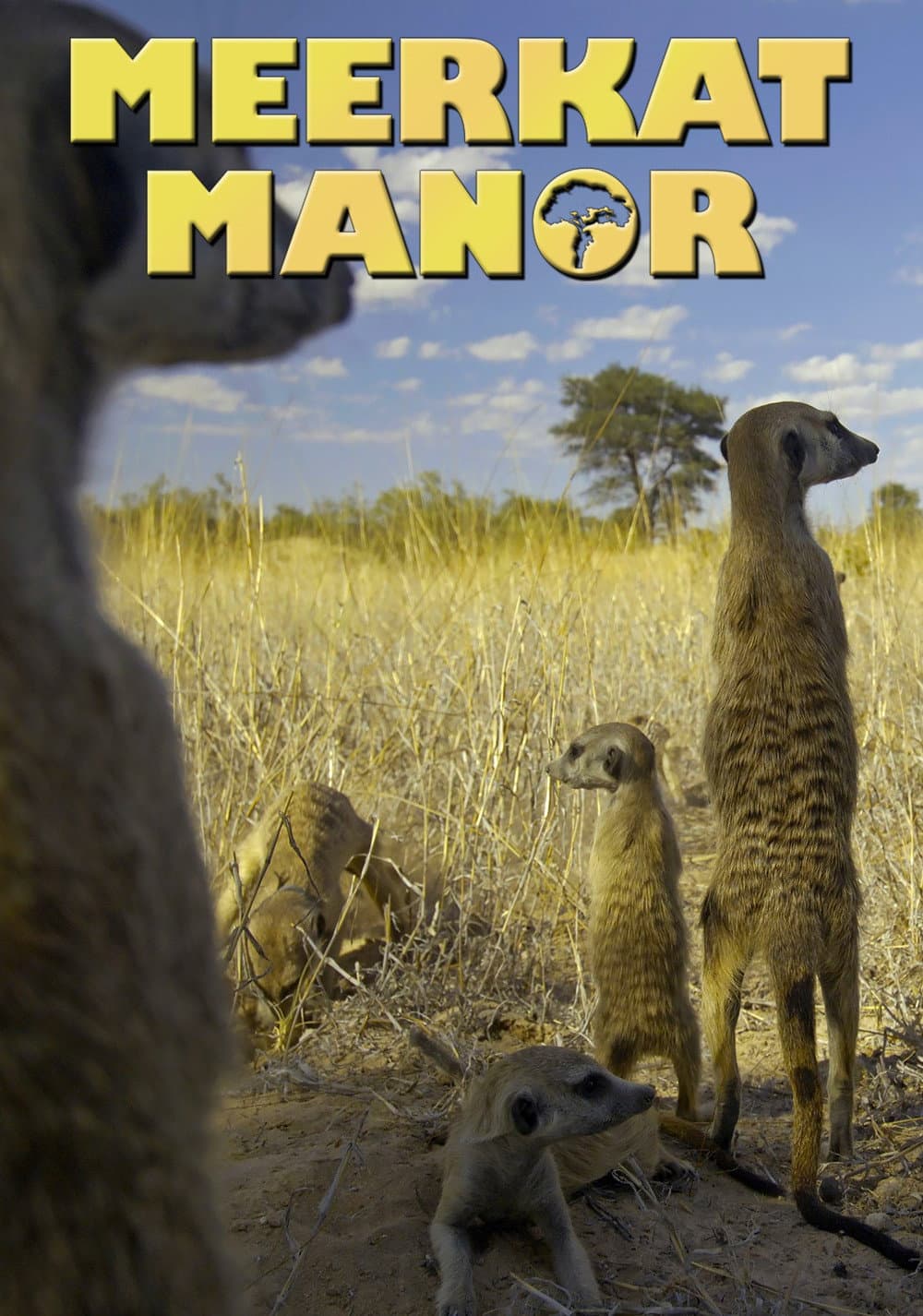 Poster di Meerkat Manor